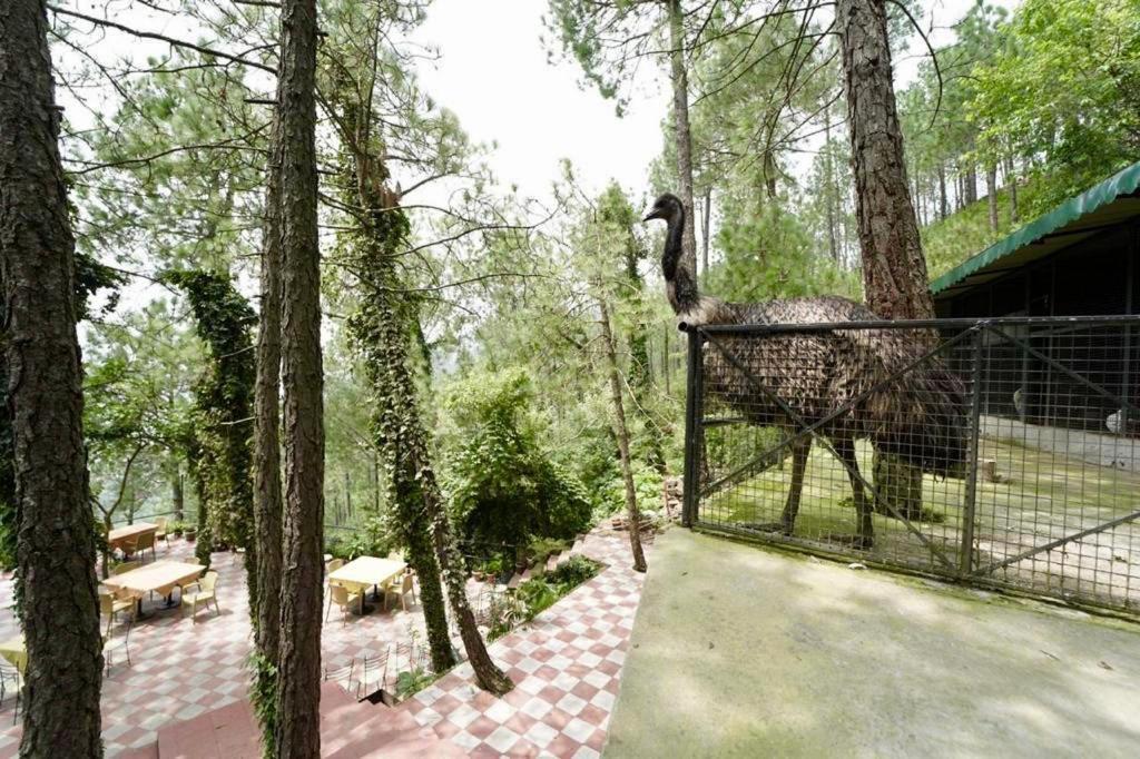 Nature View Resort !! A Four Star Lavish & Luxury Resort Chail Esterno foto
